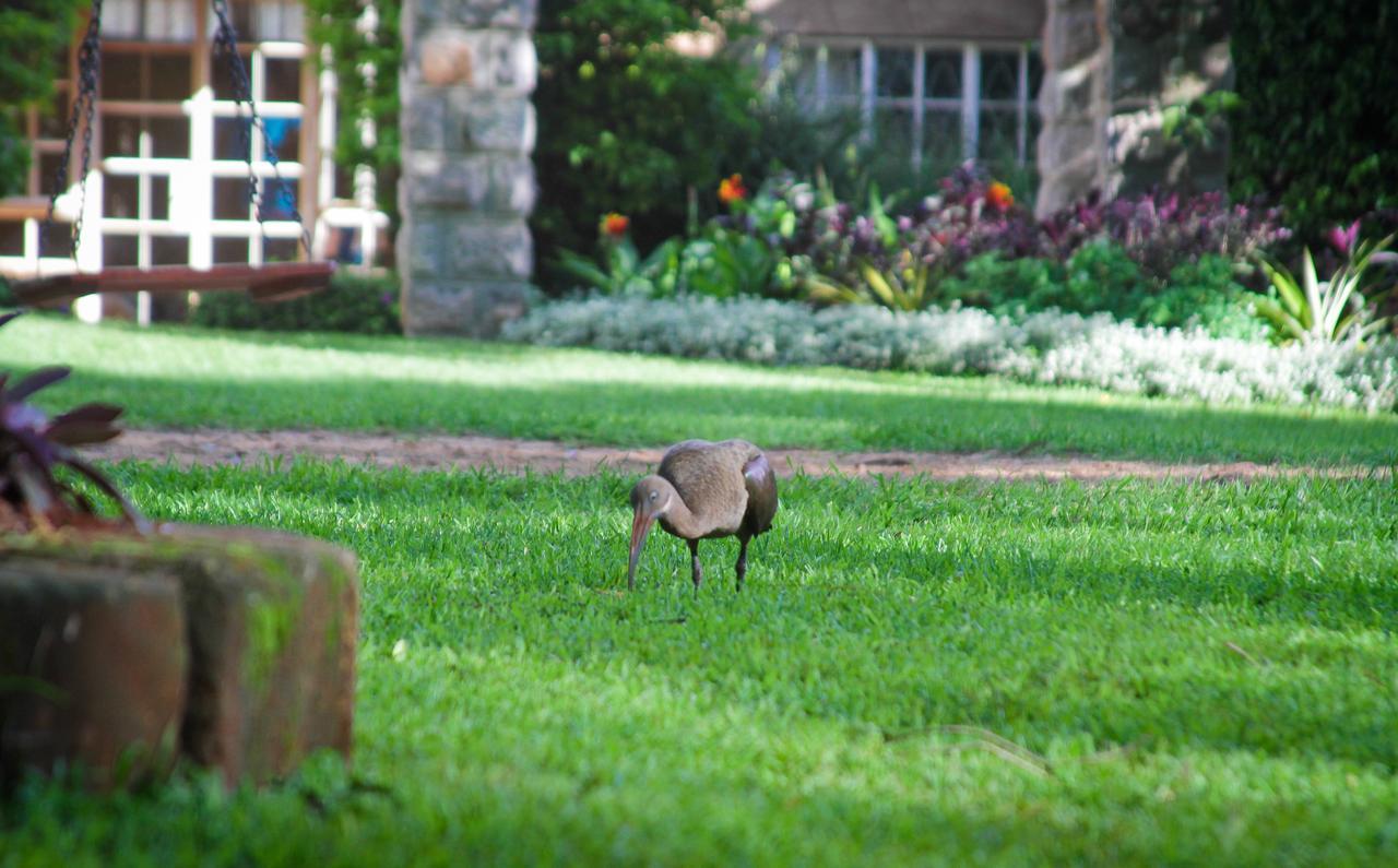 Amani Gardens Inn Nairobi Eksteriør billede